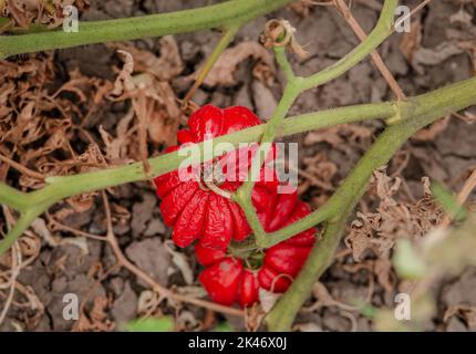 Les fruits de tomate sont affectés par une maladie bactérienne dans le sol ouvert. Tomates fléties des ravageurs. Récolte d'automne. Banque D'Images