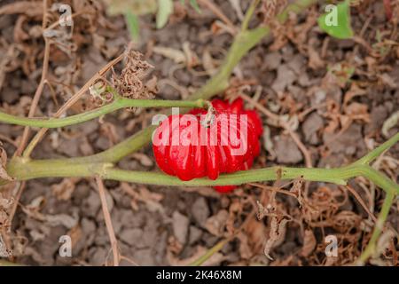 Les fruits de tomate sont affectés par une maladie bactérienne dans le sol ouvert. Tomates fléties des ravageurs. Récolte d'automne. Banque D'Images