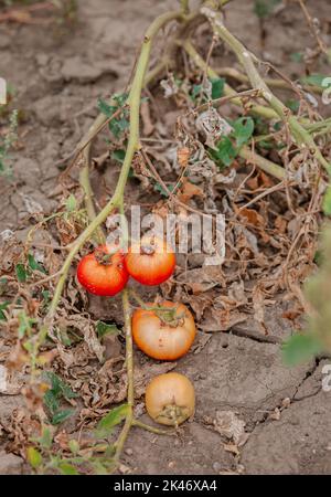 Les fruits de tomate sont affectés par une maladie bactérienne dans le sol ouvert. Tomates fléties des ravageurs. Récolte d'automne. Banque D'Images