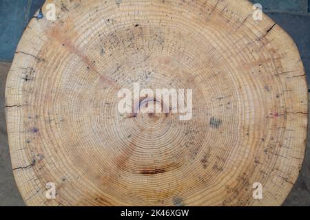 anneaux circulaires vieillissants d'un tronc d'arbre coupé à la tronçonneuse Banque D'Images