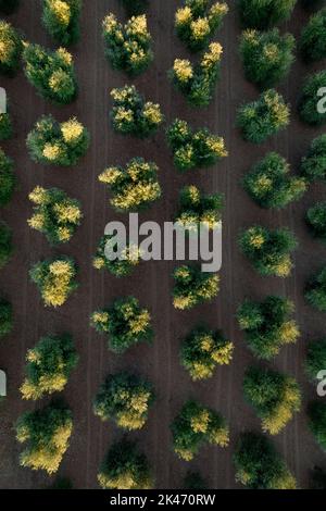 Documentation photographique des rangées d'oliviers vues d'en haut Banque D'Images