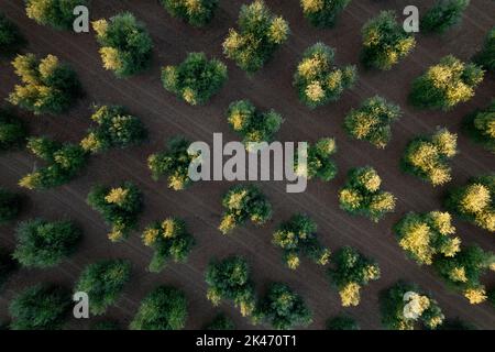 Documentation photographique des rangées d'oliviers vues d'en haut Banque D'Images