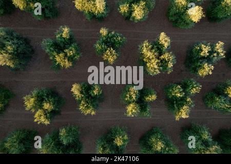 Documentation photographique des rangées d'oliviers vues d'en haut Banque D'Images