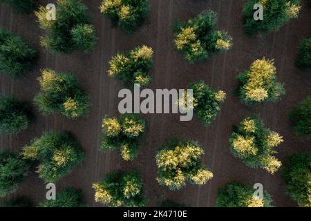 Documentation photographique des rangées d'oliviers vues d'en haut Banque D'Images