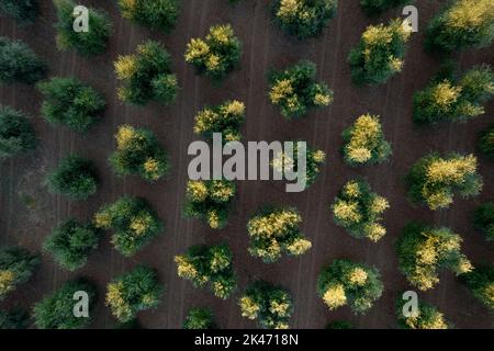Documentation photographique des rangées d'oliviers vues d'en haut Banque D'Images