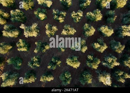 Documentation photographique des rangées d'oliviers vues d'en haut Banque D'Images
