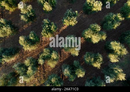 Documentation photographique des rangées d'oliviers vues d'en haut Banque D'Images