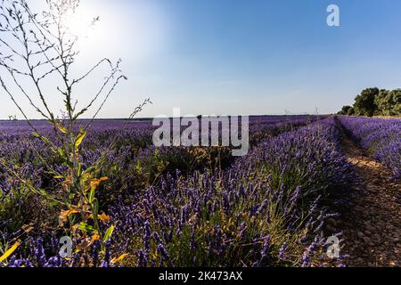 Vue sur un champ de lavande coloré et fleuri. Concept de la nature. Banque D'Images