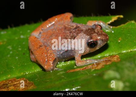 Grenouille à col étroit de Matang (Microhyla borneensis - Microhyla nepenthicola) dans un habitat naturel Banque D'Images