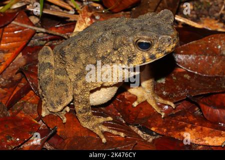 Le crapaud géant asiatique, crapaud de rivière (Phrynoidis asper) dans un habitat naturel Banque D'Images