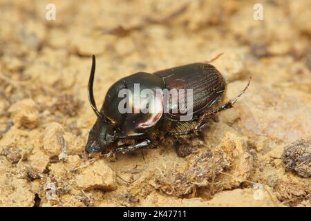 Le coléoptère Onthophagus illyricus mâle dans un habitat naturel Banque D'Images