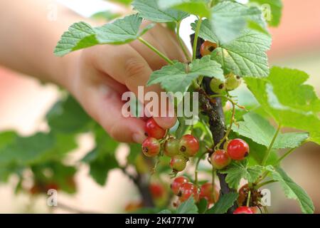 Gros plan d'une petite fille cueillant à la main un groseille (Ribes rubrum) le jour d'été dans le jardin domestique Banque D'Images