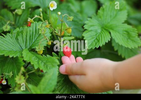 Gros plan d'une petite fille cueillant à la main une fraise sauvage (Fragaria vesca ou bois, alpin, carpatique, fraise européenne) dans le jardin domestique Banque D'Images