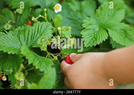 Gros plan d'une petite fille cueillant à la main une fraise sauvage (Fragaria vesca ou bois, alpin, carpatique, fraise européenne) dans le jardin domestique Banque D'Images