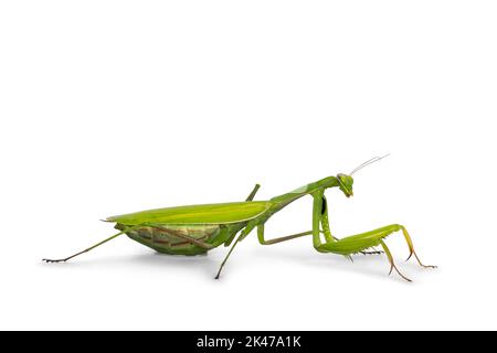 Mantis de prière européenne verte, sur les côtés. En regardant loin de l'appareil photo. Isolé sur fond blanc. Banque D'Images