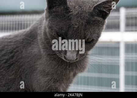 Détail de chat exotique difficile à trouver, animal domestique avec pedigree Banque D'Images