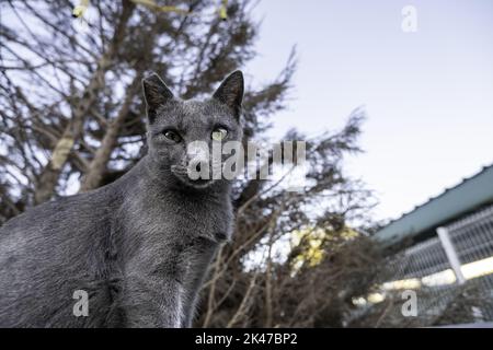 Détail de chat exotique difficile à trouver, animal domestique avec pedigree Banque D'Images