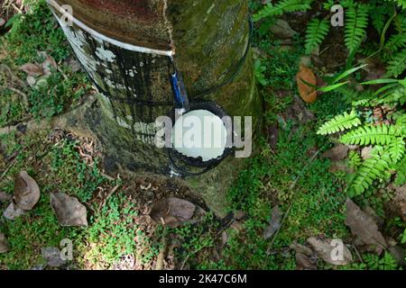 Vue en grand angle d'une sève en caoutchouc ou d'une tasse de noix de coco remplie de lait fixée sur une tige d'un arbre en caoutchouc Banque D'Images