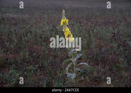 Fleur jaune, mensflower mullein, à l'aube, illuminant dans un champ sombre Banque D'Images