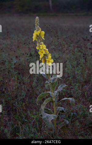 Fleur jaune, mensflower mullein, à l'aube, illuminant dans un champ sombre Banque D'Images