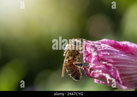 L'abeille est pollinisant la fleur. Horizontalement. Banque D'Images