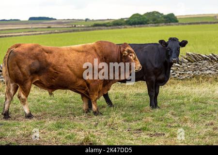 Gros plan d'un gros et puissant taureau Limousin suivant une vache ou une génisse Aberdeen Angus noire dans la campagne du Yorkshire. Espace pour la copie. Hori Banque D'Images