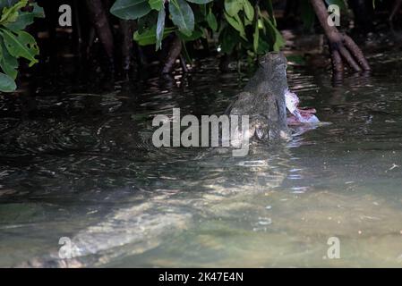 Un crocodile mexicain d'eau de mer avec des poissons dans sa bouche manger. Les opérateurs touristiques les nourrissent dans le refuge et le sanctuaire de la faune de rio lagartos. Banque D'Images