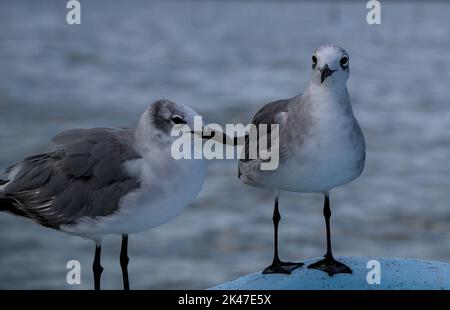 Une paire de goélands de mer perchés sur un arc de bateau touristique attendant que l'opérateur lance de la nourriture dans l'air. Au refuge de la faune de rio lagartos. Banque D'Images