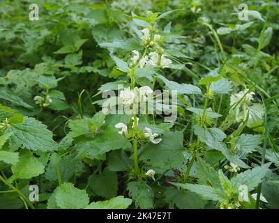 Album de Lamium, communément appelé ortie blanche ou ortie blanche et fleurs Banque D'Images