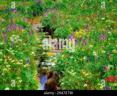 Fleurs sauvages et d'eau. Bird Creek Meadows, à Washington. Banque D'Images