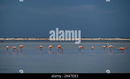 Un troupeau de flamants roses en eau peu profonde mangeant de petites crevettes dans le refuge de la faune de rio lagartos. Les crevettes leur tourneront leur rose caractéristique. Banque D'Images