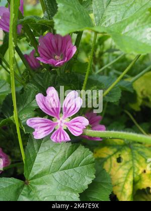 Malva est un genre de plantes herbacées annuelles, biennales et vivaces de la famille des Malvaceae. Nom anglais commun fleur et feuilles de mépermet. Banque D'Images