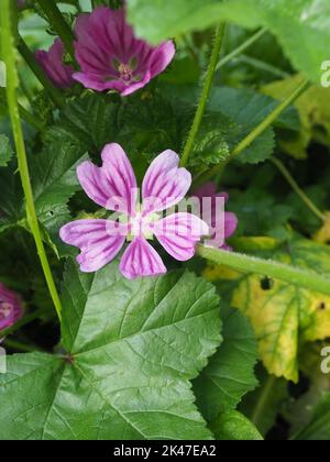 Malva est un genre de plantes herbacées annuelles, biennales et vivaces de la famille des Malvaceae. Nom anglais commun fleur et feuilles de mépermet. Banque D'Images