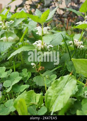 Album de Lamium, communément appelé ortie blanche ou ortie blanche et fleurs Banque D'Images