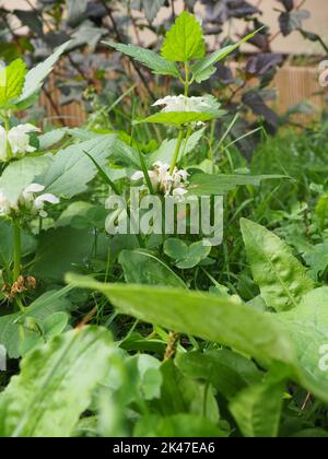 Album de Lamium, communément appelé ortie blanche ou ortie blanche et fleurs Banque D'Images