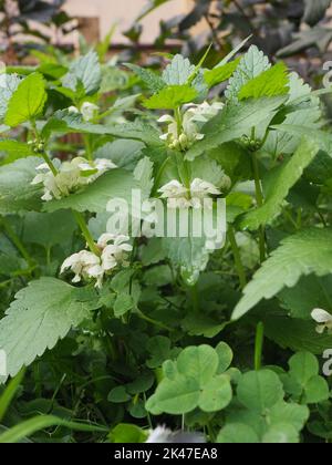 Album de Lamium, communément appelé ortie blanche ou ortie blanche et fleurs Banque D'Images