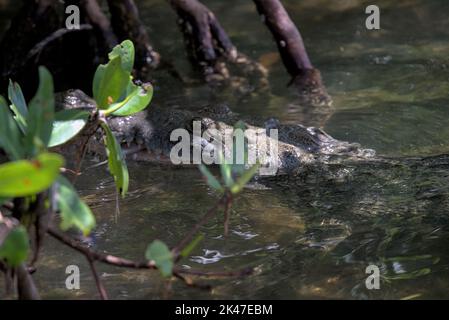 Un crocodile mexicain d'eau de mer avec des poissons dans sa bouche manger. Les opérateurs touristiques les nourrissent dans le refuge et le sanctuaire de la faune de rio lagartos. Banque D'Images