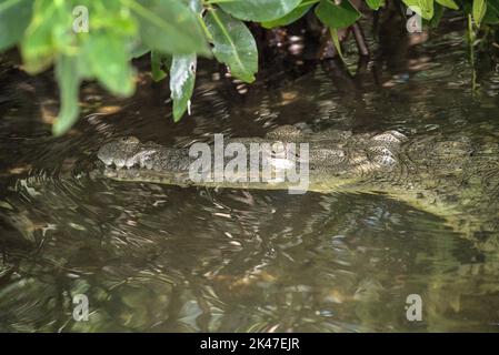 Une caméra mexicaine face au crocodile attend que le voyagiste lui lance un poisson. Animal commun dans le sanctuaire et refuge de la faune de rio lagartos. Banque D'Images