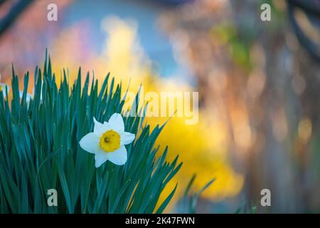 Les narcisses isolées fleurissent un jour ensoleillé de printemps. Biella, Piémont, Italie Banque D'Images