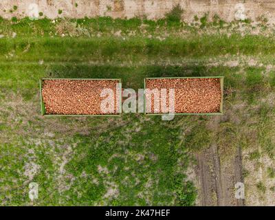 Gros plan de la vue aérienne de deux remorques remplies d'oignons au champ après la récolte en automne, Allemagne Banque D'Images