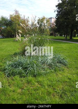 Bush d'herbe ornementale dans un parc public avec un grand et un petit arbre nouvellement planté en arrière-plan Banque D'Images