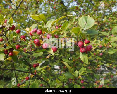 Petites pommes de crabe rouge sur l'arbre. Élément ornemental dans un parc urbain public. Les pommes de crabe sont des aliments pour les animaux et les oiseaux. Banque D'Images