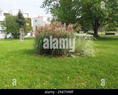 Bush d'herbe ornementale dans un parc public avec un grand et un petit arbre nouvellement planté en arrière-plan Banque D'Images