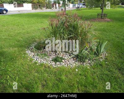 Bush d'herbe ornementale dans un parc public avec un grand et un petit arbre nouvellement planté en arrière-plan Banque D'Images