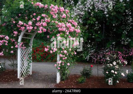 Arbre rose avec Lavender Lassie. Heirloom Gardens, Oregon Banque D'Images