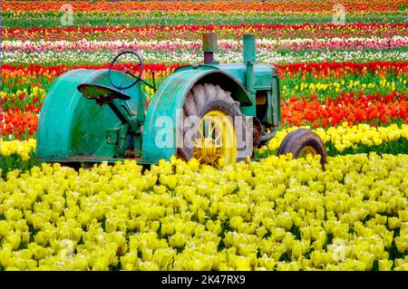 John Deer tracteur dans tulipe classé. Ferme de tulipes de chaussures en bois. Woodburn. Oregon Banque D'Images