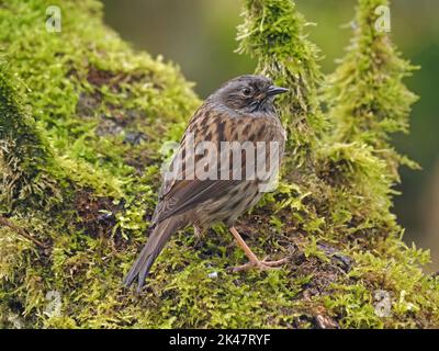 Dunnock (Prunella modularis) alias Hedge Sparrow - vraiment une branche de mousse perchée - Leighton Moss RSPB Reserve, Angleterre, Royaume-Uni Banque D'Images