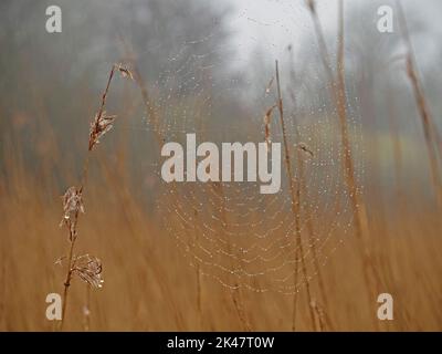 Rosée matinale sur le web de l'araignée orbitale dans un vaste lit doré reedbed au RSPB Leighton Moss, Lancashire Angleterre Royaume-Uni Banque D'Images
