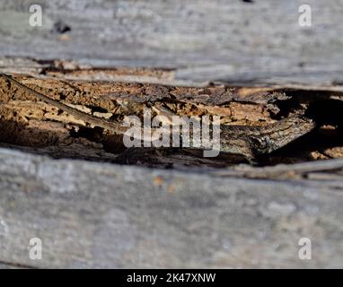 lézard de clôture de l'ouest, Sceloporus occidentalis. Ventre bleu, caché dans un crevassé de bois, le long de la piste du ruisseau Alameda à Califonia Banque D'Images