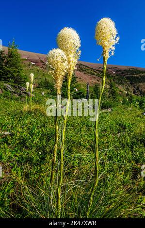 Une petite souche de Beargrass (Xérophyllum tenax) qui pousse sur une pente alpine exposée dans les Rocheuses du sud de l'Alberta Banque D'Images